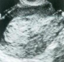 taigan.jpg(8835 byte)