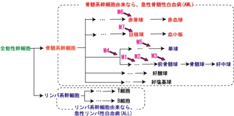 �}�������������a(AML)