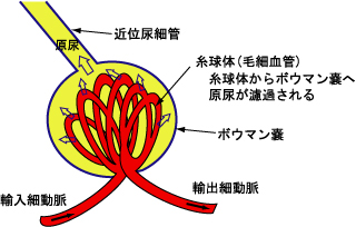�t����(�����̂ƃ{�E�}��(Bowman)�X)